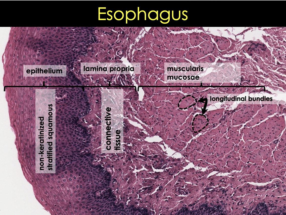 <ul><li><p><strong>Epithelium</strong></p><ul><li><p>Non-keratinized stratified squamous epithelium</p></li></ul></li><li><p><strong>Lamina propria</strong></p><ul><li><p>Connective tissue</p></li><li><p>More fibrous</p></li></ul></li><li><p><strong>Muscularis mucosae</strong></p><ul><li><p>Different from the rest of GI</p></li><li><p>Longitudinally oriented bundles</p></li><li><p>Smooth muscle</p></li></ul></li></ul>