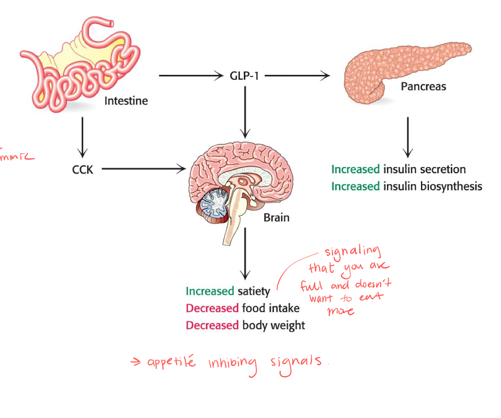 <p>the famous ozempic tries to mimmic GLP-1. </p><ul><li><p>these are small peptide hormones that<u> signals satiety</u>. </p></li><li><p>gives appetite inhibiting signals, increasing satiety, and decreases food intake and body weight. </p></li></ul><p></p><p><strong>CCK</strong> </p><ul><li><p>induces secretion of pancreatic enzymes and bile salts. </p></li></ul><p></p><p><strong>GLP-1 </strong></p><ul><li><p>enhances insulin secretion and inhibits glucagon secretion. </p></li></ul><p></p>