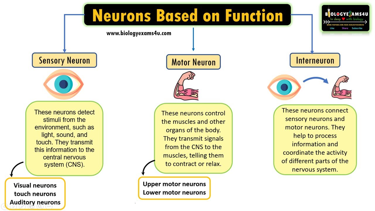 <p><strong>sensory neuron</strong> (afferent): PNS to CNS</p><p><strong>motor neuron</strong> (efferent): CNS to PNS</p><p><strong>interneuron</strong>: bridge communication between the two in the CNS</p>