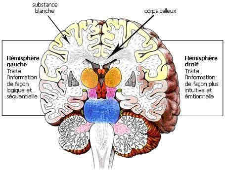 <ul><li><p>mésencéphale</p></li><li><p>Pont de Varole</p></li><li><p>Cervelet</p></li><li><p>Bulbe rachidien</p></li></ul>