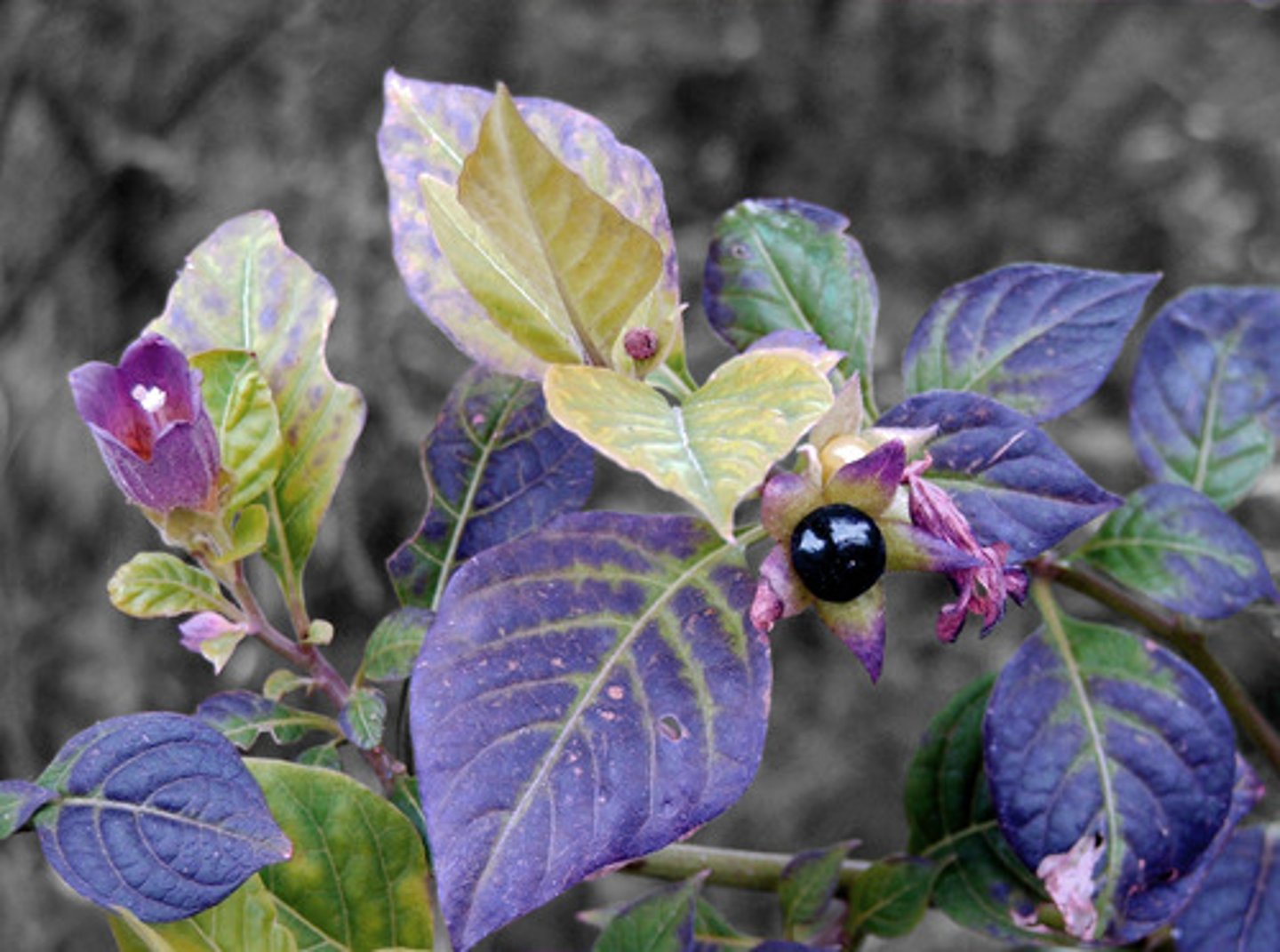 <p>Plants produce chemicals that can repel the insect vectors of disease, or kill invading pathogens</p>
