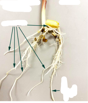 <p>Is this a monocot or eudicot root system</p>
