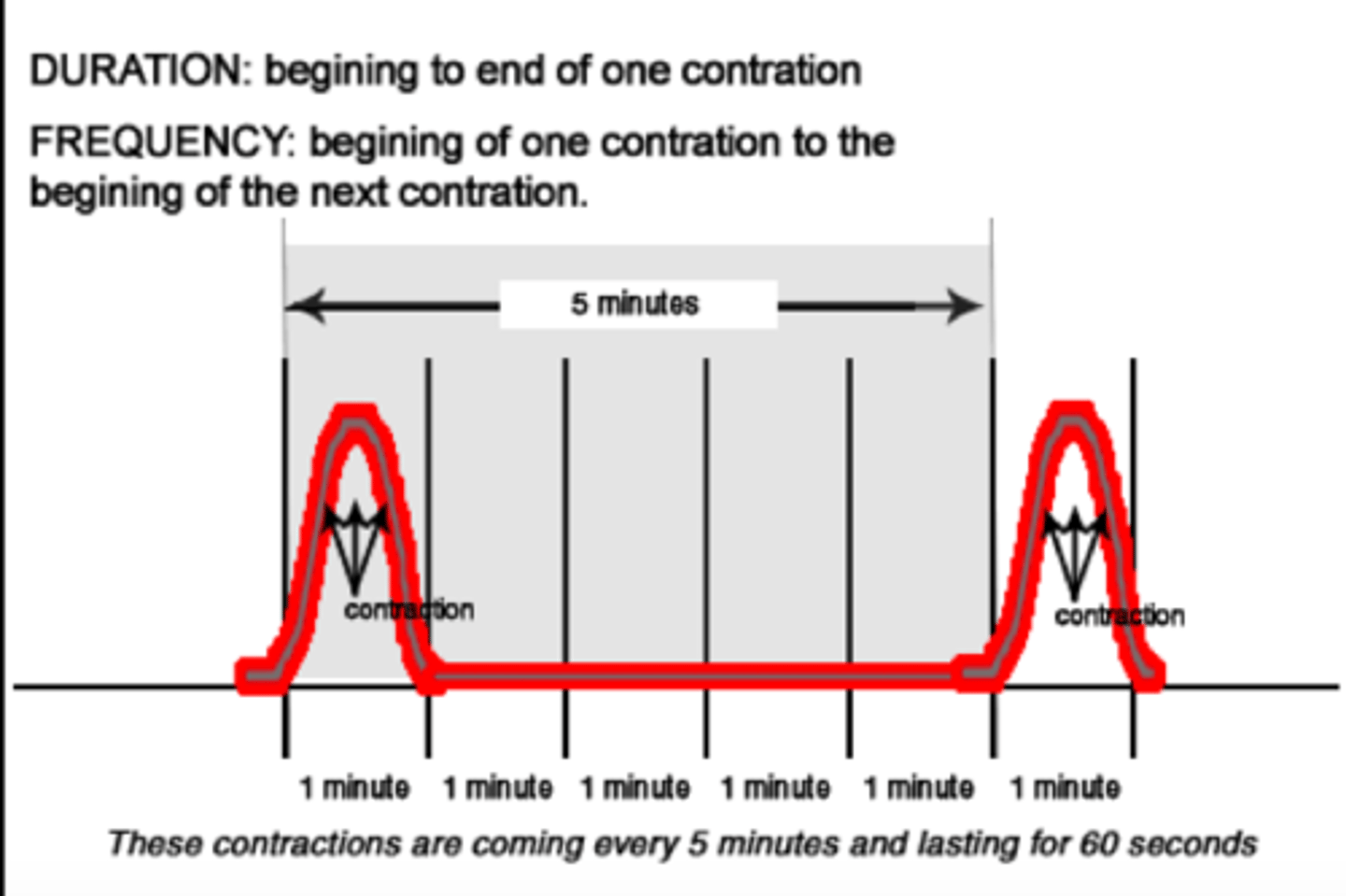 <p>beginning of one contraction to the beginning of the next</p>