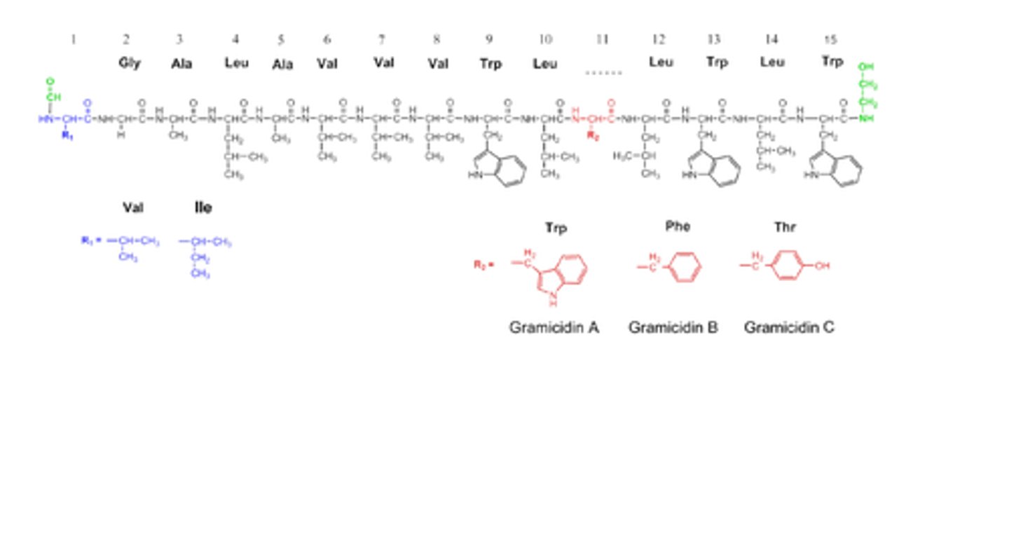 <p>linear polypeptide antibiotic that disrupts the bacterial cell membrane</p>
