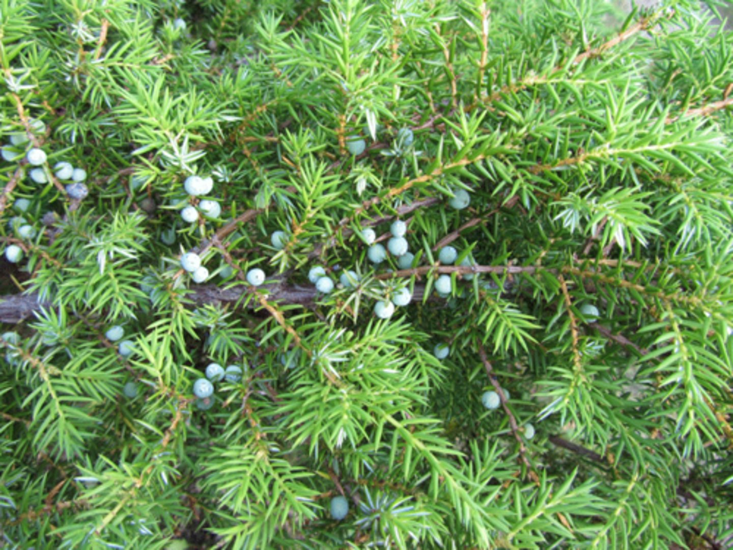 <p>- cones: fleshy</p><p>- dioecious</p><p>- needles: sharp, whorled, white stomata on top.</p>
