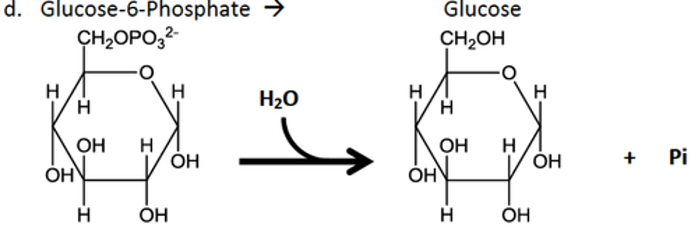 <p>catalyze the hydrolysis of various bonds</p><p>A-B + H2O → A-OH + B-H</p>