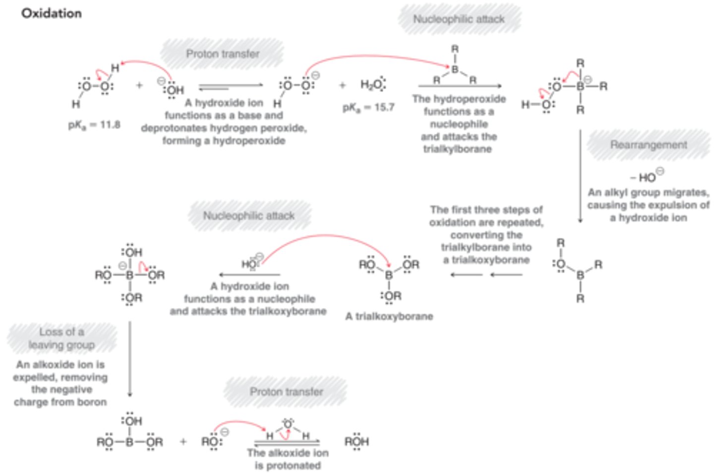 <p>1. Proton Transfer</p><p>2. Nuc attack</p><p>3. Rearrangement</p><p>--REPEAT ABOVE 2 TIMES--</p><p>4. Nuc attack</p><p>5. Loss of Leaving Group</p><p>6. Proton Transfer</p>