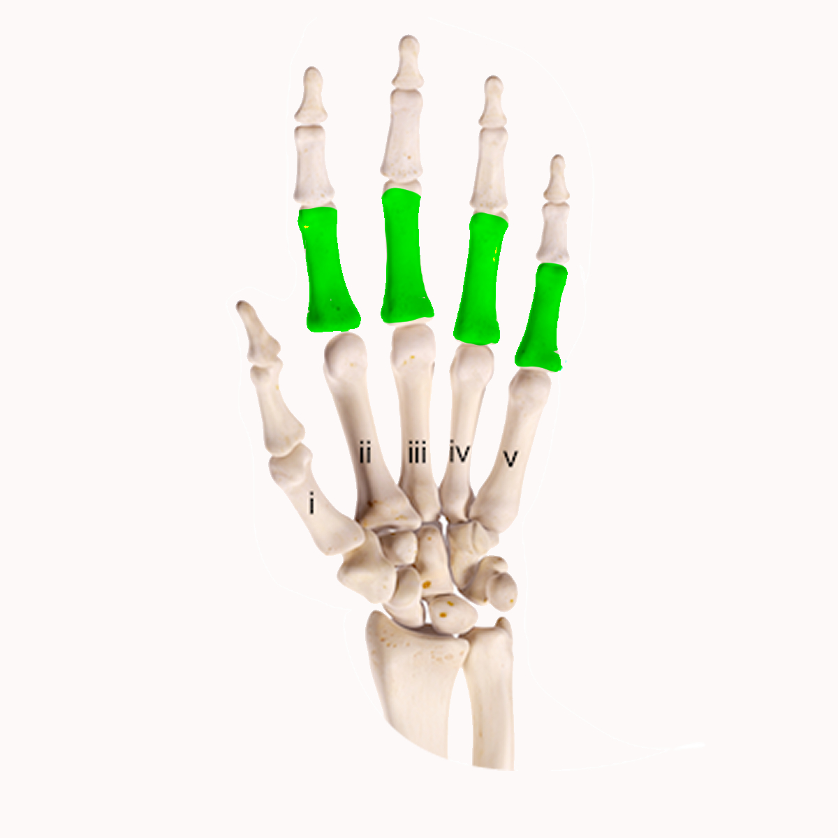 <p>These are the ______ phalange bones</p>