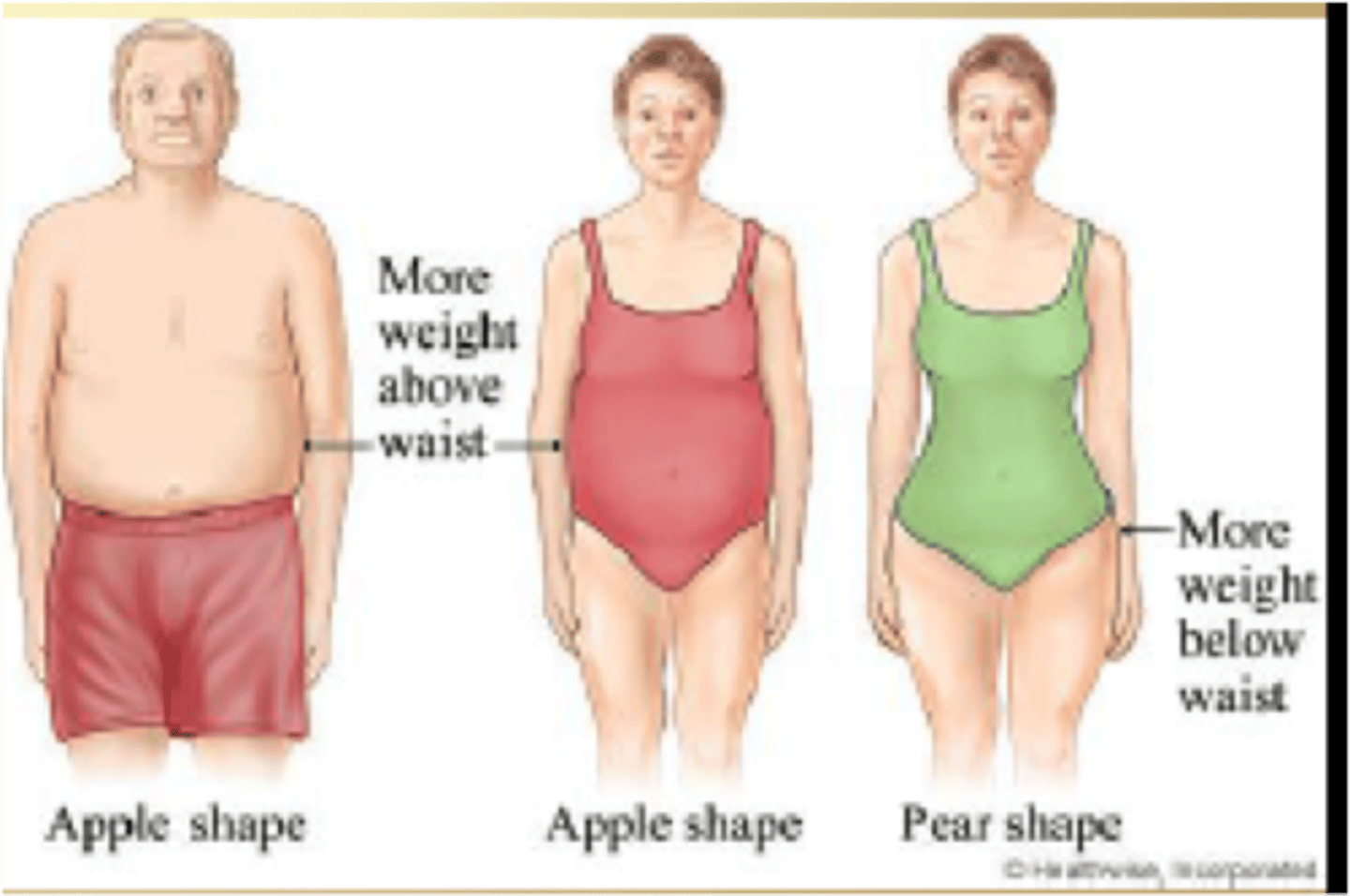 <p>форма тіла (фігура)</p>