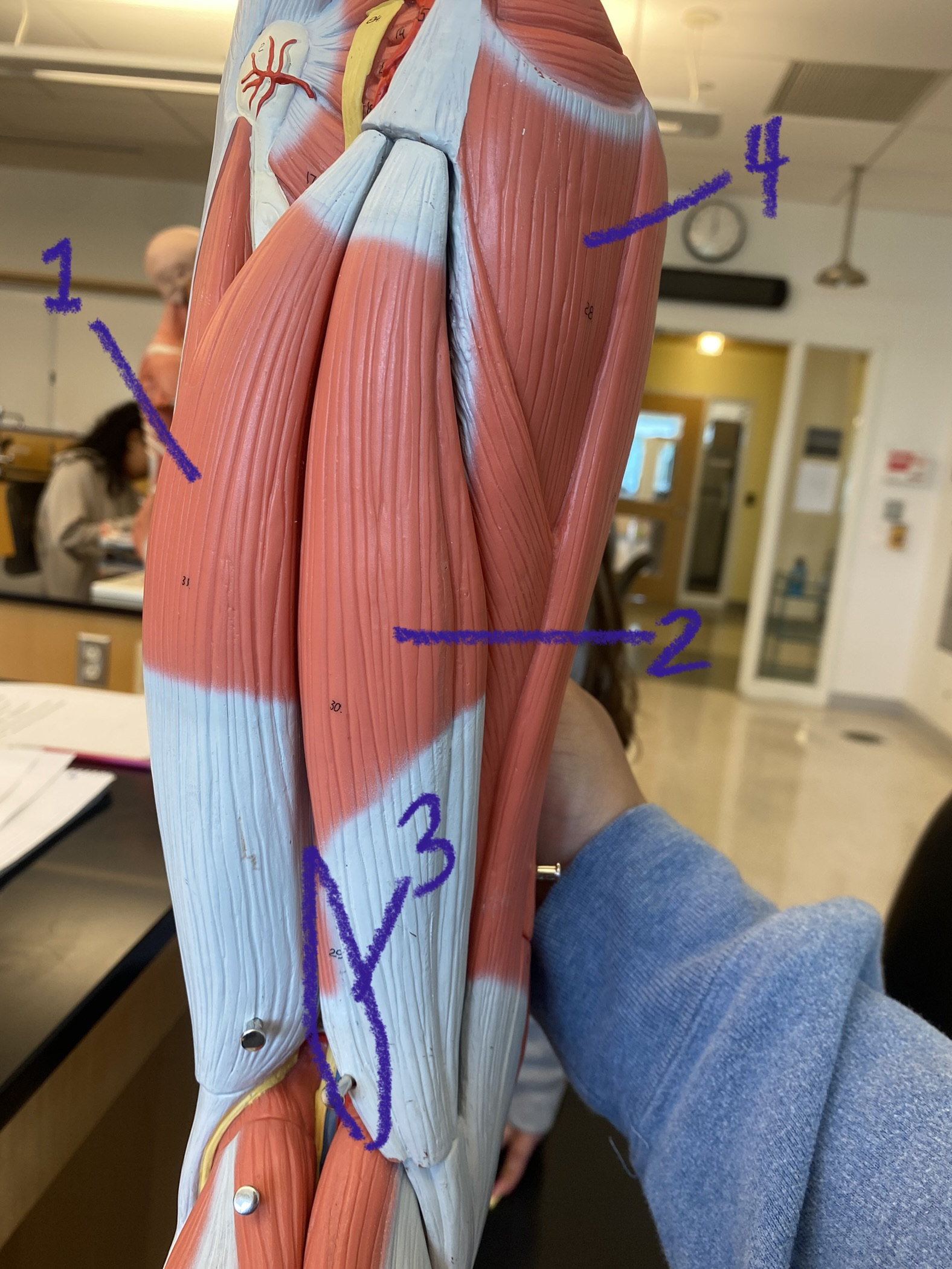 Muscle on thigh and leg: Hamstrings #3