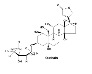 <ul><li><p>ouabain</p><ul><li><p>increase cardiac output (not heart rate)</p><ul><li><p>increase contraction strength</p></li></ul></li><li><p>less absorbed by GI tract, rapidly eliminating</p></li></ul></li></ul>