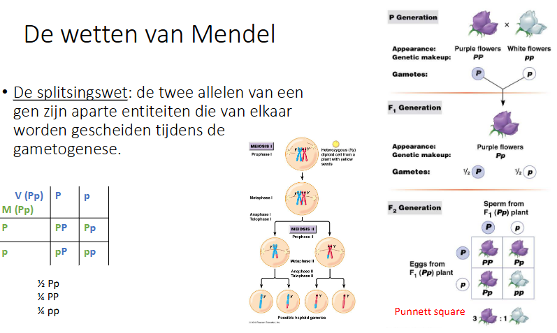 <p>de 2 allelen van een gen zijn aparte entiteiten die van elkaar worden gescheiden tijdens gametogenese</p>