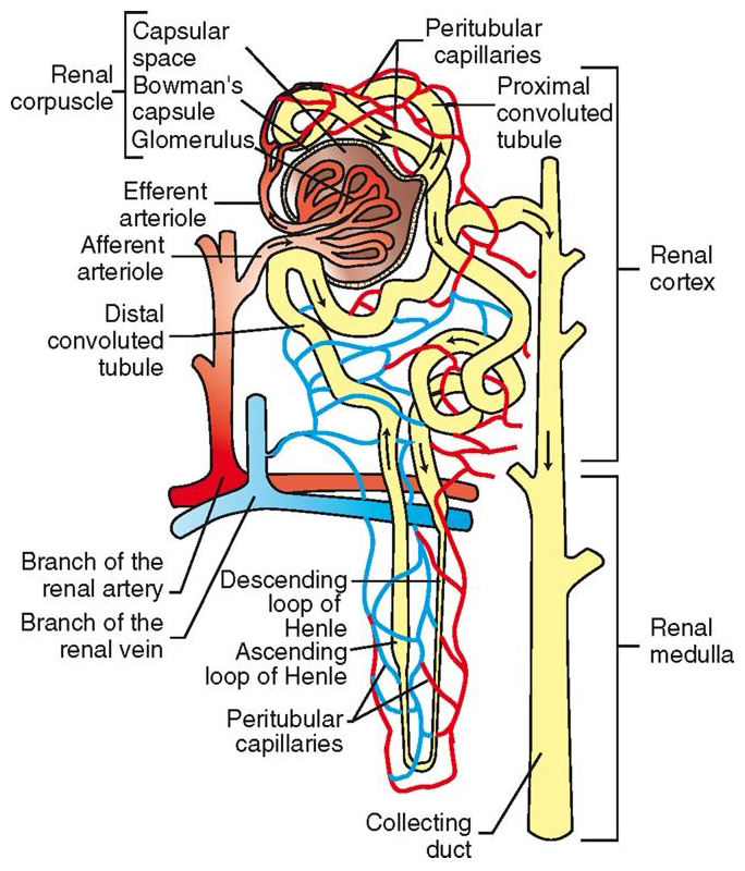 <p>Distal Convoluted Tubule (DCT)</p>