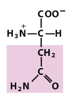 <p>Which amino acid is this (from slides)?</p>