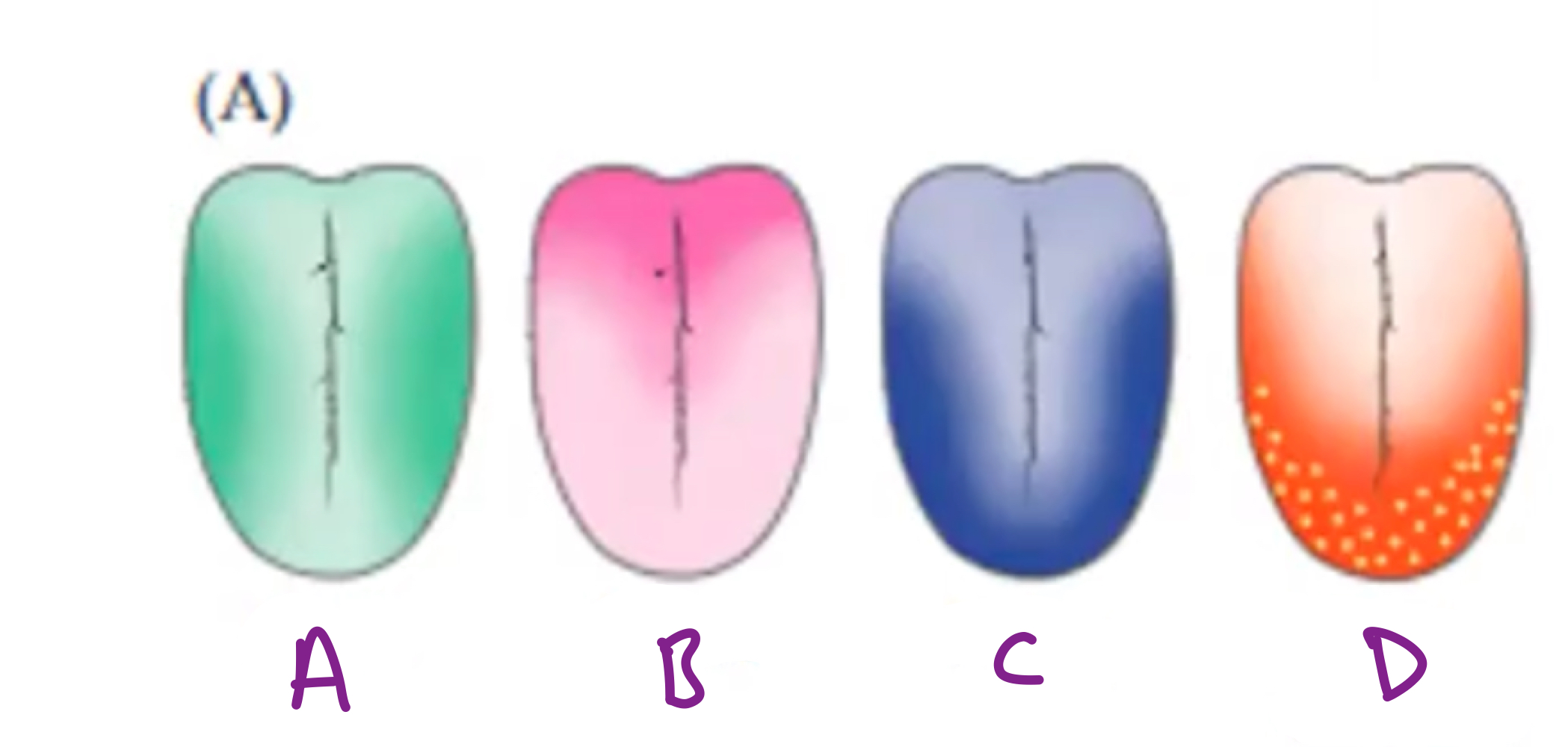 <p>Identify which taste receptor cells are primarily found in each region.</p>