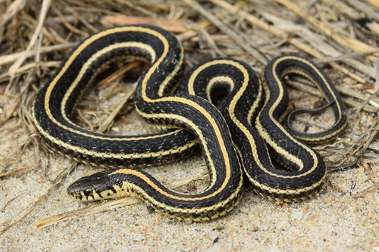 <p>- yellow labial scales</p><p>- lateral stripes: scale row 3 and 4</p>