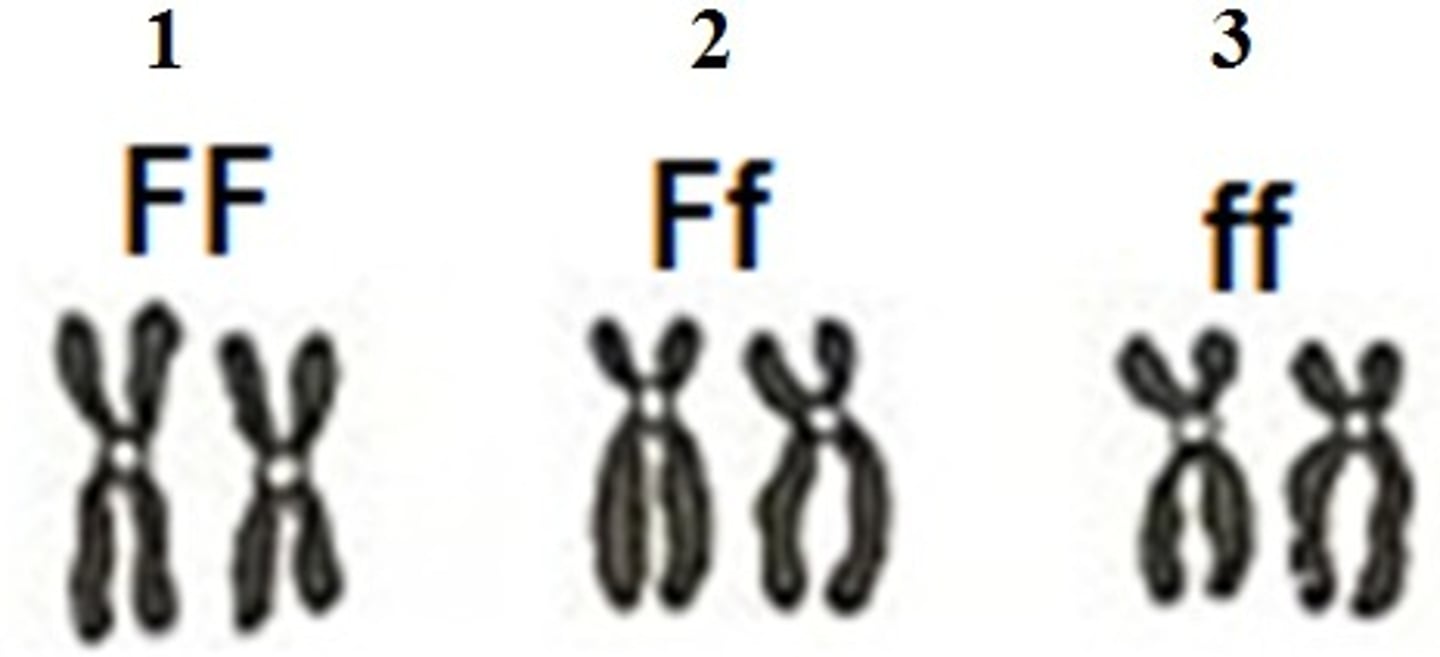 <p>The two letters that represent the genes of one parent. We need two of these to make a Punnett square.</p>