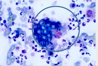 <p>what is seen in this image?</p>