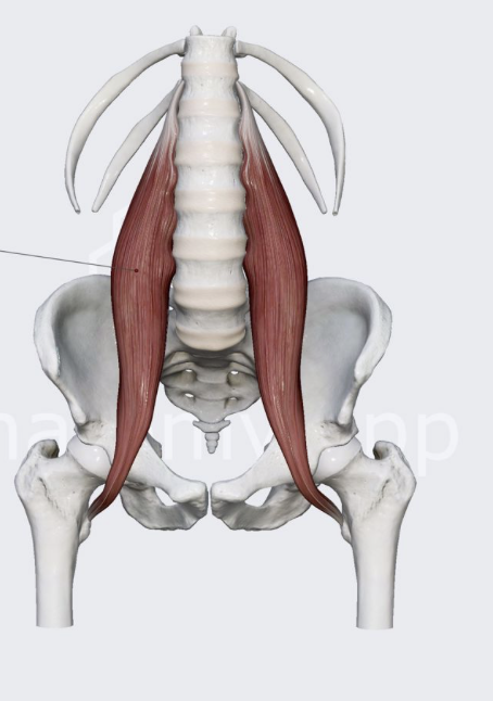 <p><span><span>long muscle in the lower back that connects the spine (T12-L5) to the femur (thigh bone)</span></span></p>