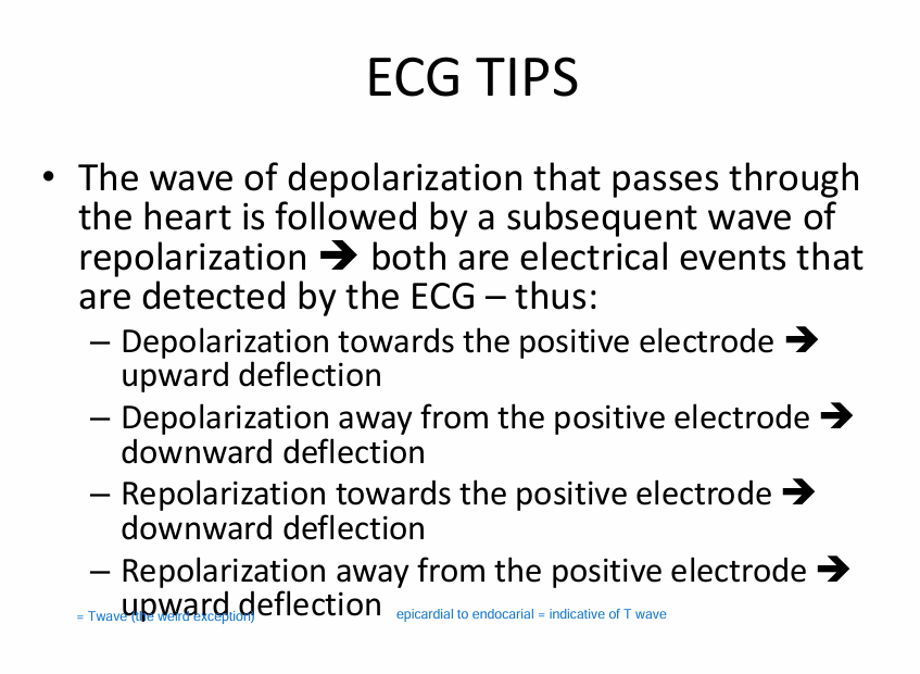 <p><span style="color: #00feec">(don’t really memorize)</span></p><p>Point #3: Rz towards positive electrode = downward deflection (regular cell)</p><p></p><p>Point #4: Rz AWAY from positive electrode = upward deflection (seen in ventricular cells)<br>- b/c the epicardium Rz first before the endocardium (Rz goes opposite of the reference line/lead 2)</p>