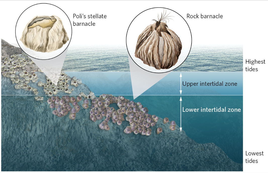 <p>Connell’s Competition Between Barnacles</p>