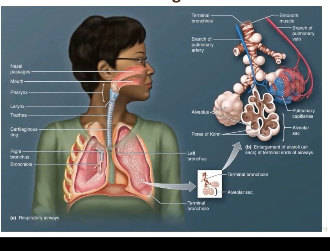 <p>from the nose to the terminal bronchioles and alveoli</p><p></p><p>responsible for bringing air into the respiratory zone (=alveoli surrounded by pulmonary capillaries)</p>