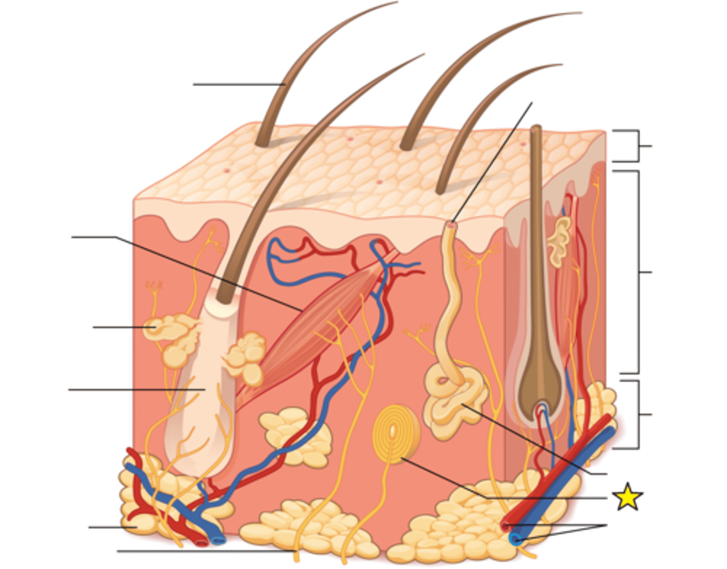 <p>Also called Lamellated corpuscles; Detect deep pressure and vibration; Found in both dermal layers and in hypodermis</p>