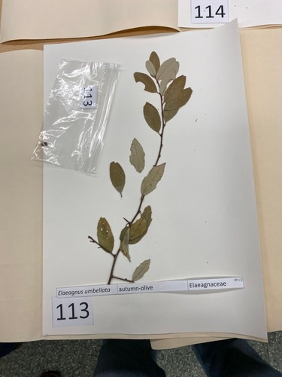 <p>Eleagnus umbellata (Eleagnaceae)</p>