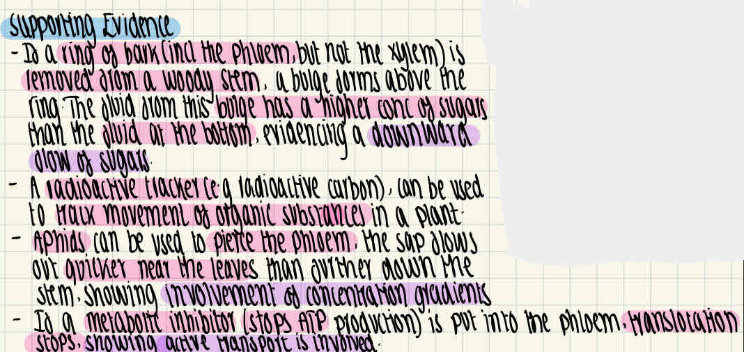knowt flashcard image