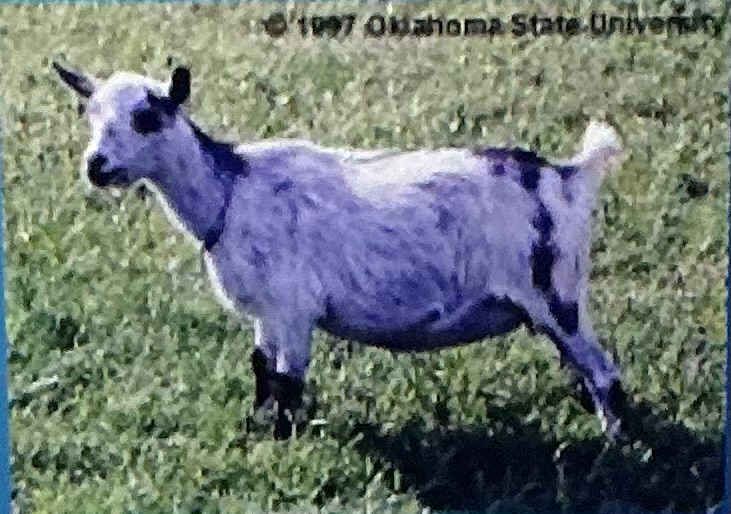 <p>Milk; mini goat, high prolificacy,;smaller udder/teats</p>