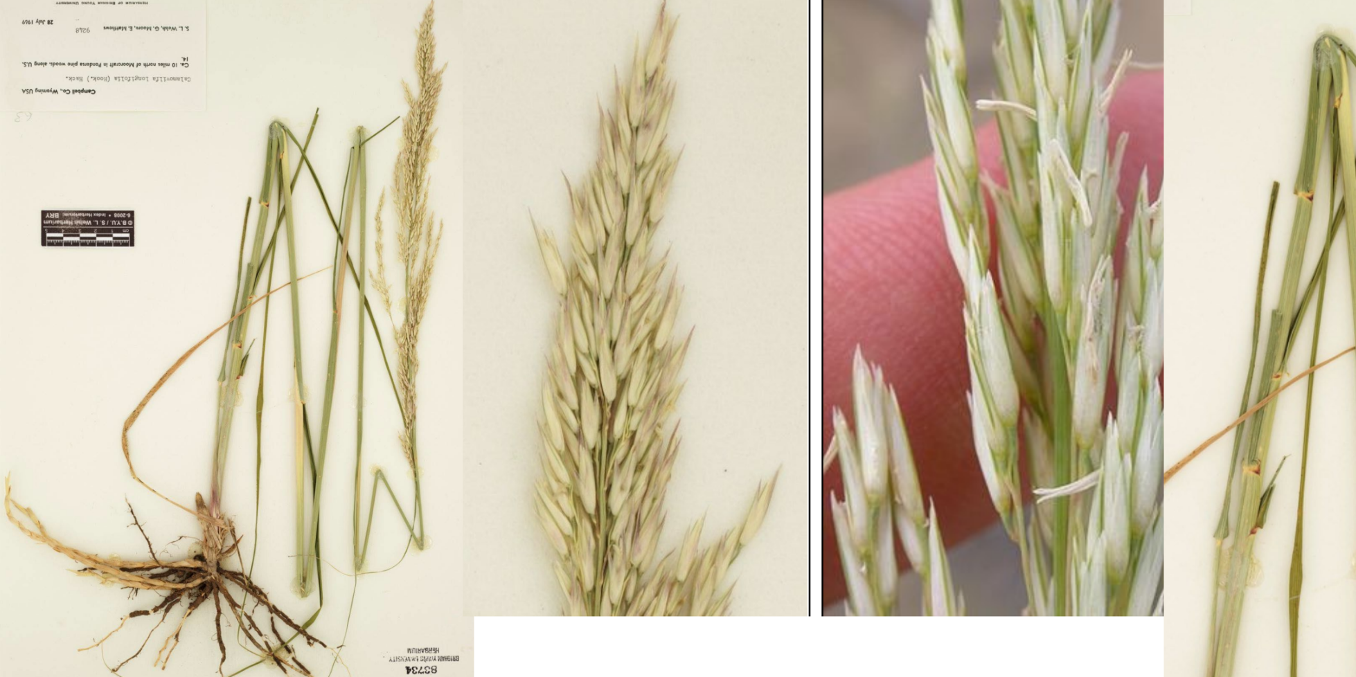 <p>Long leaves, long inflorescence</p><p>rhizomes stout and scaly</p><p>1 floret per spikelet</p><p>No awn</p><p>Some hair in spikelets</p><p>Thicker spikelets than tall dropseed </p>