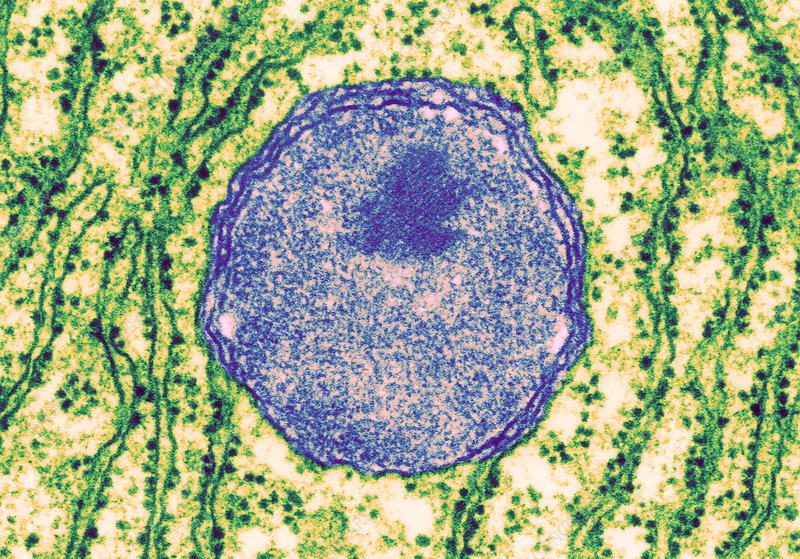<ul><li><p>to break things down</p></li><li><p>catalyze reactions that produce H2O2 → break it down to H2O</p></li><li><p>(similar to lysosomes)</p></li><li><p>plant cells</p></li></ul><p></p>