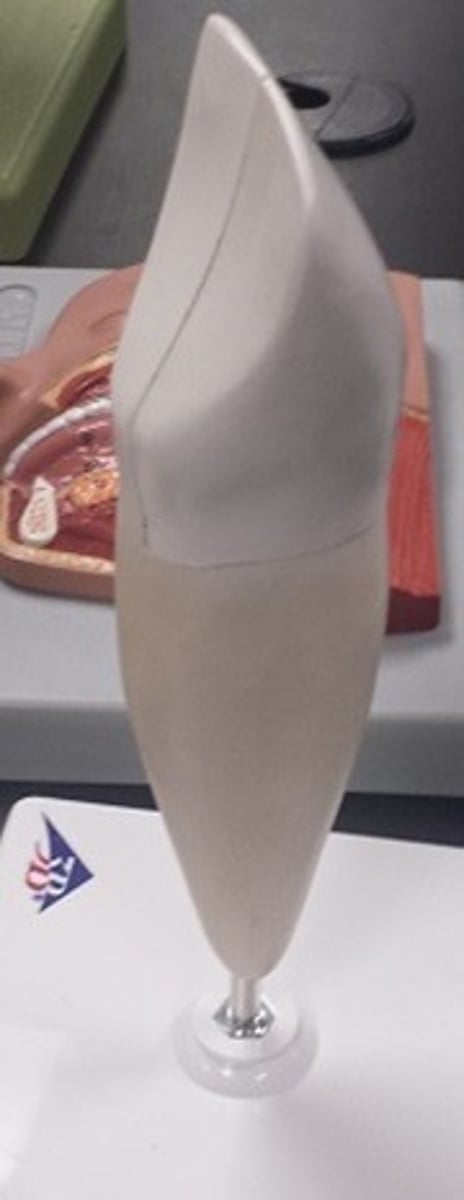 <p>What tooth is this and its function?</p>