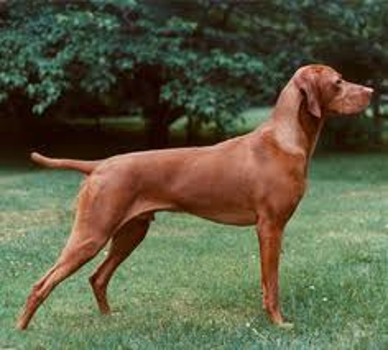 <p>sporting group</p><p>gentle, affectionate, energetic and eager</p>