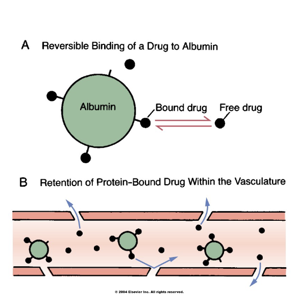<p>It affects <strong>drug distribution</strong> by controlling how much free (active) drug is available.</p><ul><li><p>warfarin and albumin have a very high affinity for each other (90% bound)</p></li><li><p>if more albumin is bound, it stays in blood stream for a while and takes a while to get out </p></li><li><p>albumin bounding affects half lives </p></li><li><p>until drug hits the receptor, effects do not happen </p></li><li><p>more drug free floating in blood stream means more liekly to see bad side effects </p></li></ul><p></p>