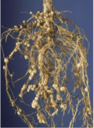 <p>What kind of modification is this?</p>