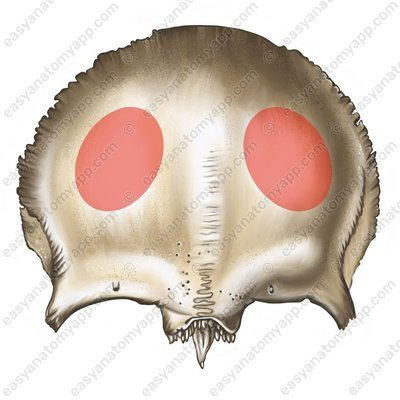 knowt flashcard image