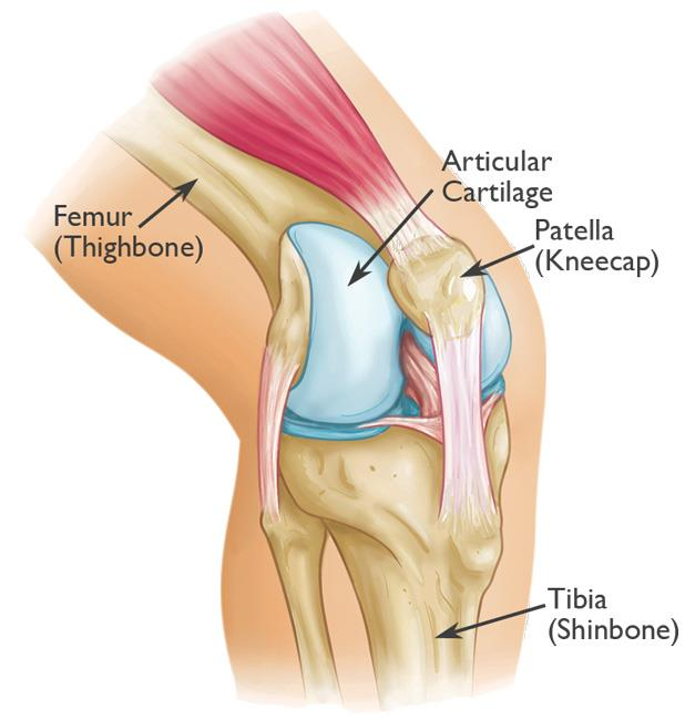 <p>Knee region.</p>