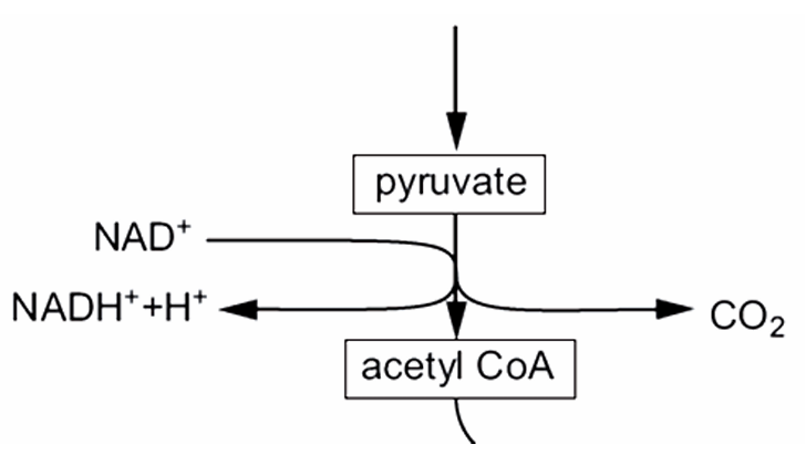 <ol><li><p>Pyruvate diffuses from the cytoplasm into the matrix</p></li><li><p>Pyruvate is dehydrogenated and decarboxylated</p></li><li><p>2 carbon acetate group combines with coenzyme A which makes acetyl coenzyme A</p></li></ol><p></p>