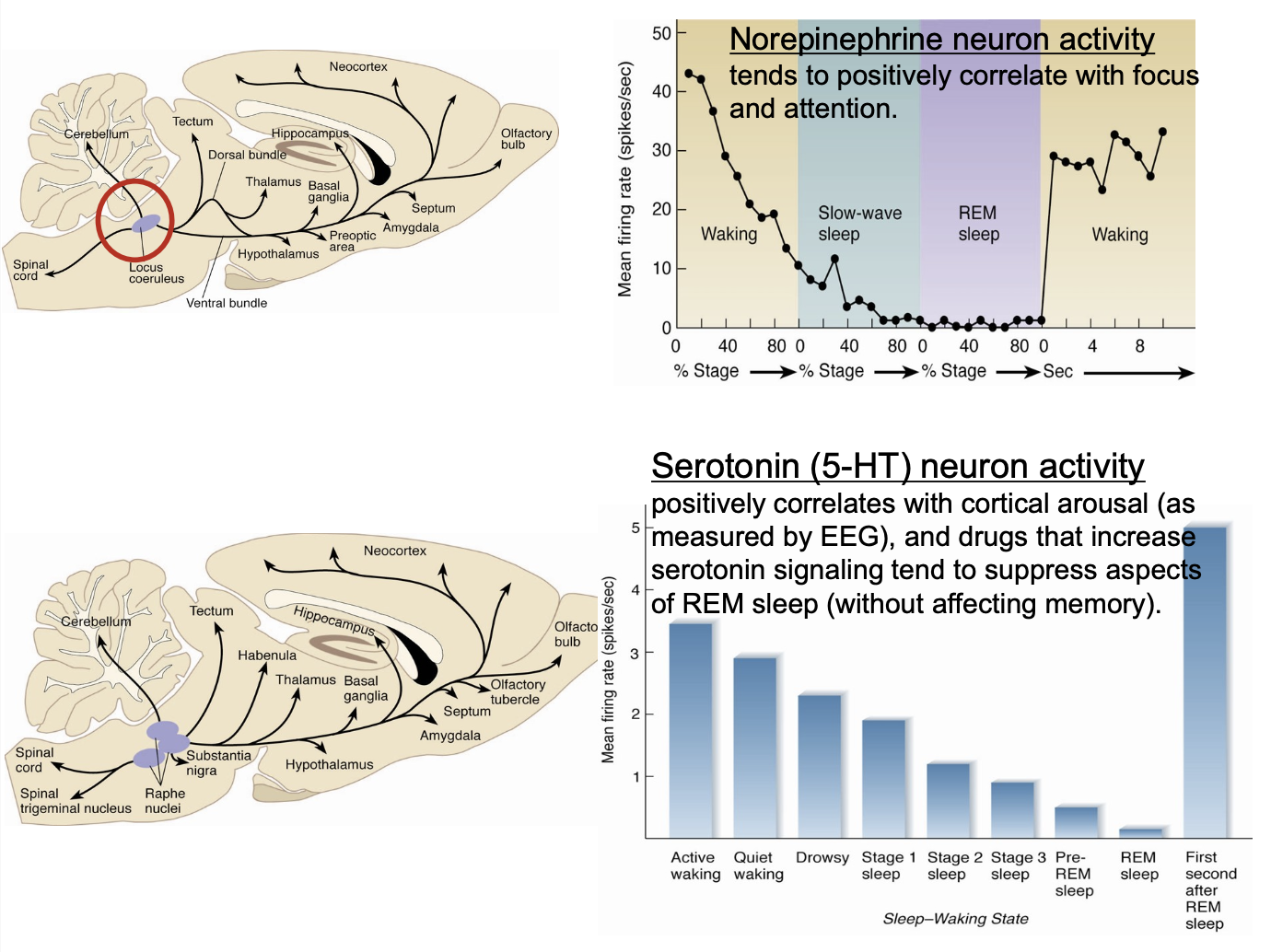 <p>→ display ↑ activity during periods of arousal, alertness, and wakefullness (therefore ↓ activity during sleep)</p><ul><li><p><strong>Acetylcholine</strong></p></li></ul><p><u>Hindbrain</u>: </p><ul><li><p><strong>Serotonin</strong> (from <strong>raphe nuclei</strong>)</p></li><li><p><strong>Norepinephrine </strong>(from<strong> locus coeruleus</strong>)</p></li></ul><p><u>Hypothalamic</u>: </p><ul><li><p><strong>Orexin</strong></p></li><li><p><strong>Histamine </strong></p></li></ul><p></p>