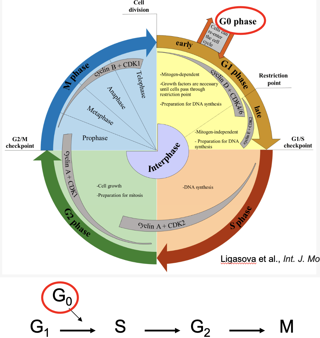 <p>Reversible cell cycle exit (post-mitotic cells)</p><ul><li><p>has all characteristics of G1</p></li><li><p>cells reversibly enter</p></li><li><p>neurons are typically in this state</p></li></ul><p></p>