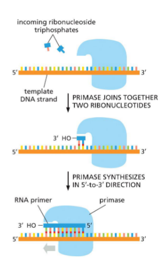 <p>RNA primers made by primase</p>