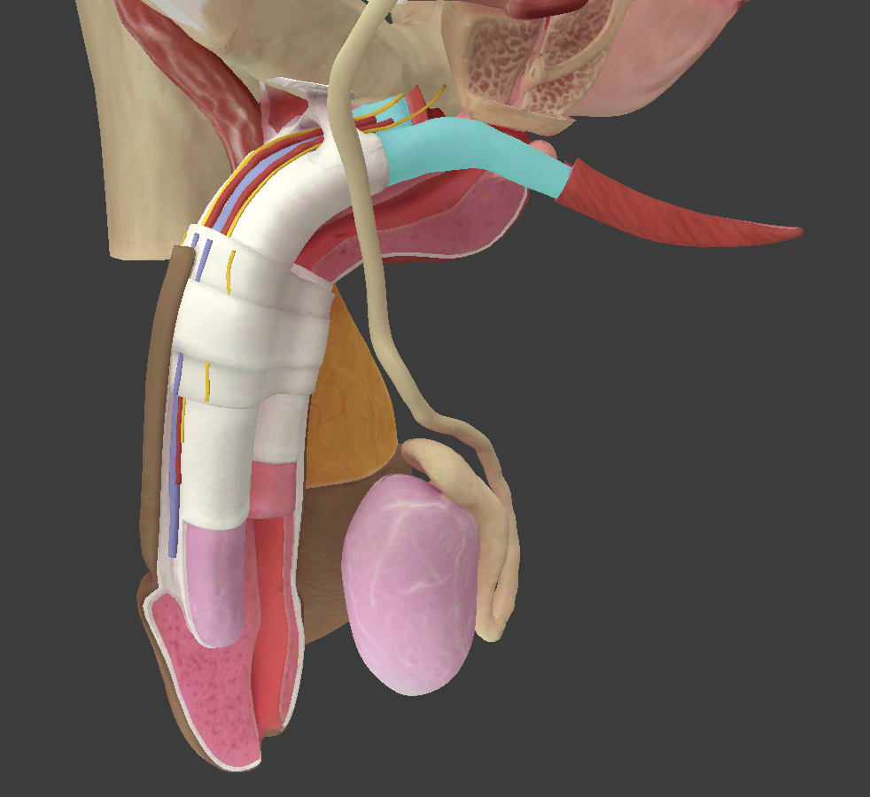 <p>What structure is shown?</p>