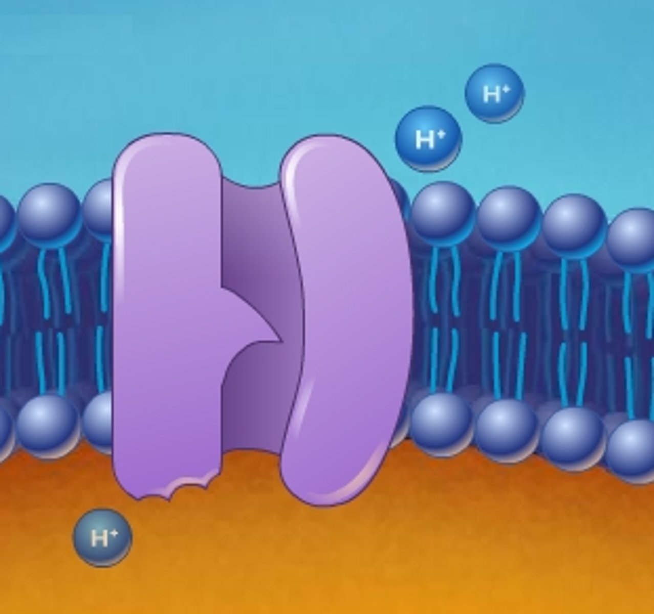 <p>a protein embedded in a biological membrane that moves protons (H+) across the membrane, creating a proton gradient. These pumps are crucial for various cellular processes, including energy production, pH regulation, and nutrient transport. </p>