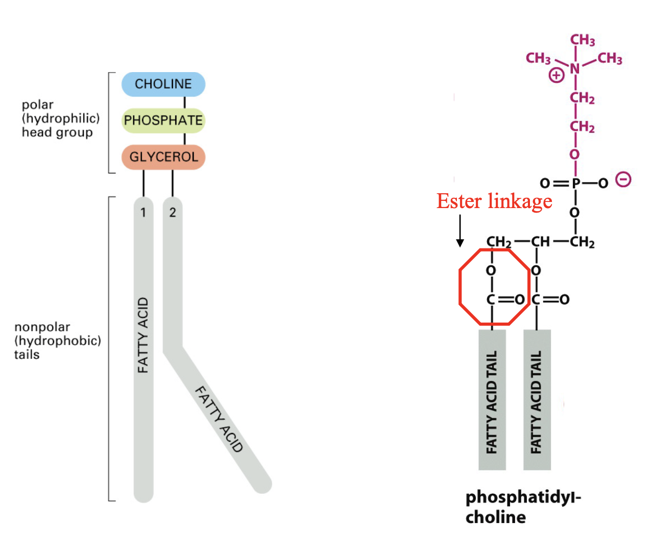 <p>phosphatidylcholine</p>