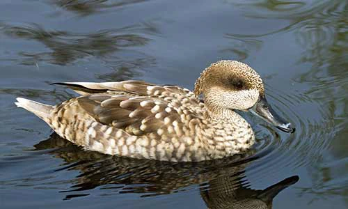 <p>Marbled Teal</p>