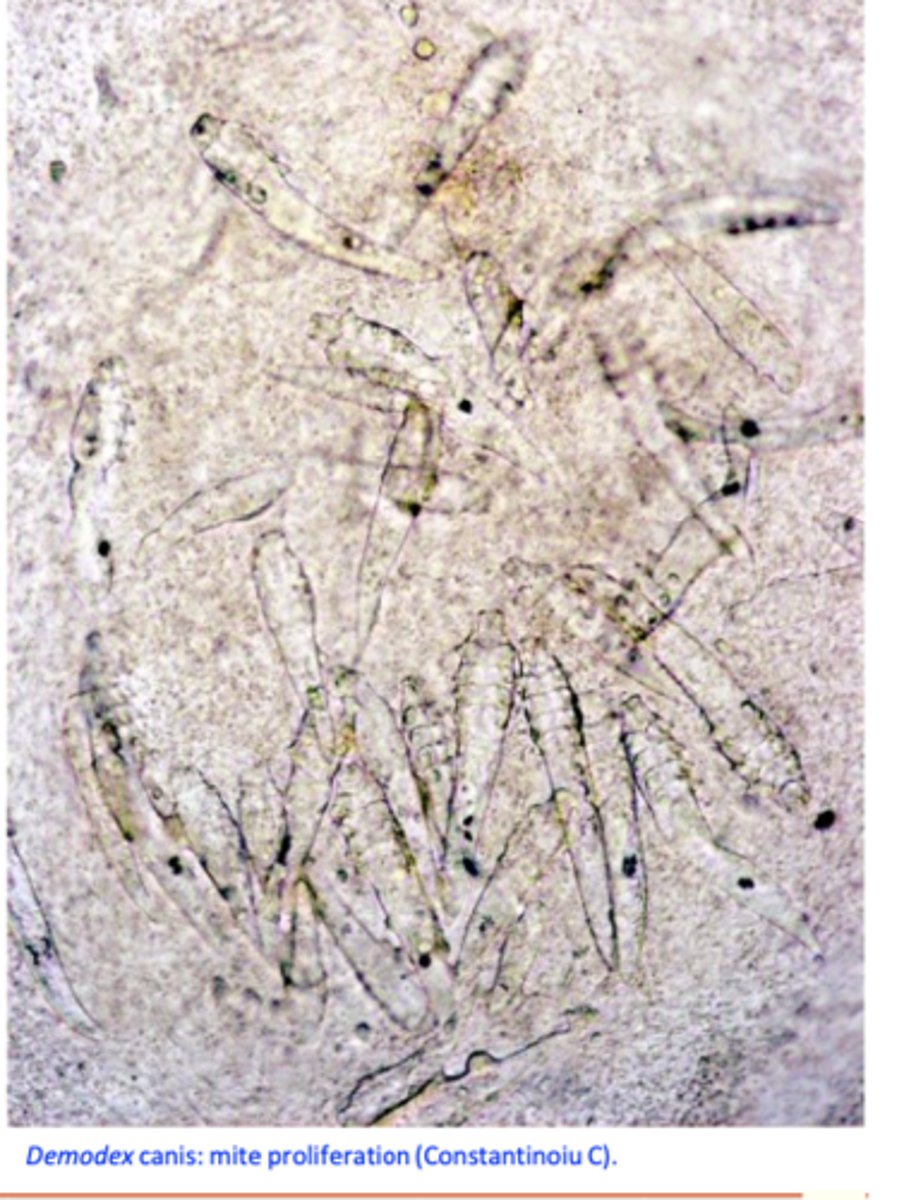 <p>1) Genetic basis of the disease based on:</p><p>Disease more common in purebred dogs;</p><p>There is breed predisposition;</p><p>A single bitch may produce multiple litters affected with Demodicosis (autosomal recessive inheritance suspected) =&gt; breeding of the dogs affected by (juvenile onset generalized) demodicosis is not recommended;</p><p>2) Factors that may cause immunosuppression and allow the proliferation of Demodex canis:</p><p>Hypothyroidism, hyperadrenocorticism, neoplasms, corticosteroid treatments, stress, endoparasites (Leishmania spp.), poor nutrition, chemotherapy, etc.</p><p>Many immunosuppressed dogs never develop demodicosis????!!!</p>