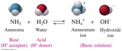 <ul><li><p>Proton Donor</p></li></ul>