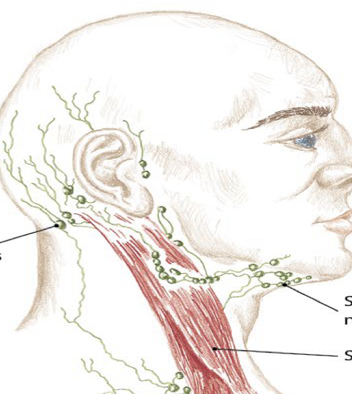 <p>Identify this structure and anatomical significance</p>