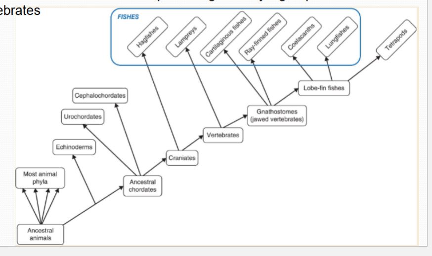 <p>Modern phylogenetics with an emphasis on utilizing DNA-based molecular appraisals of evolutionary lineages has yielded a more accurate view of the relationships amount the major groups of vertebrates. </p>